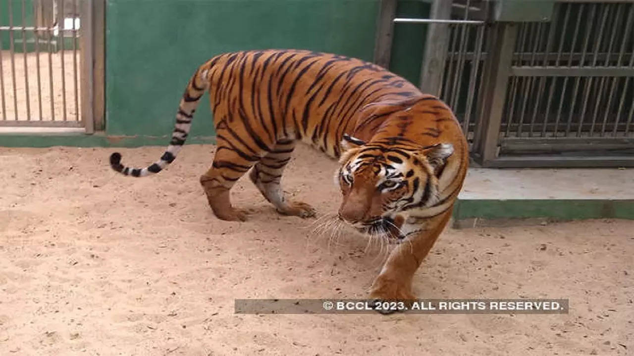 Dudhwa Tiger Reserve, Tiger attack in Lakhimpur Kheri, Tiger attack in UP