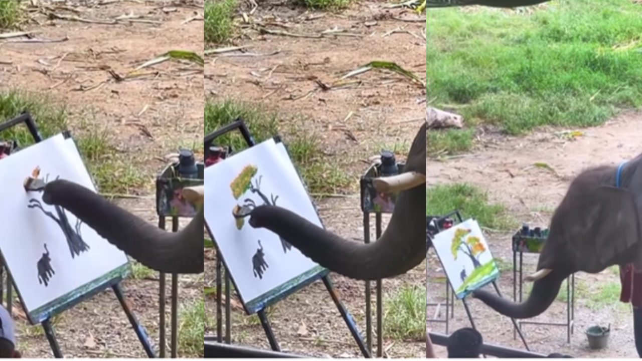 Elephant Made Painting Viral Video