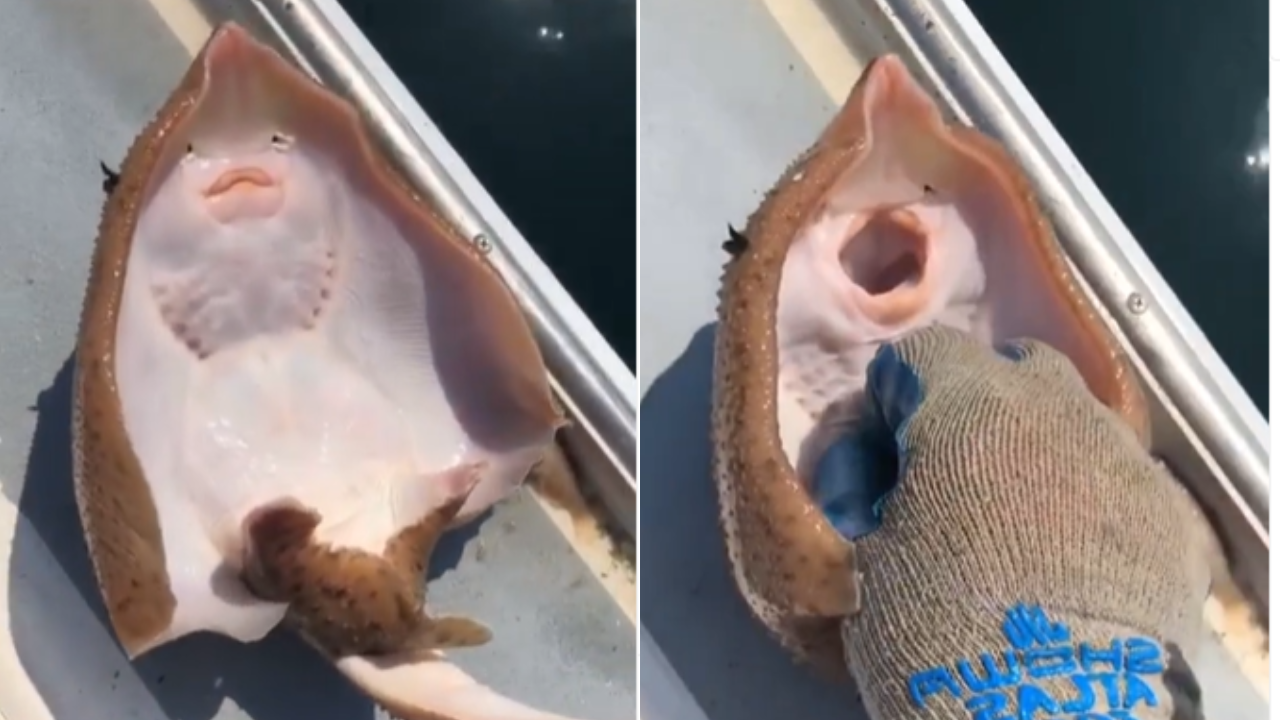 Stingray fish 