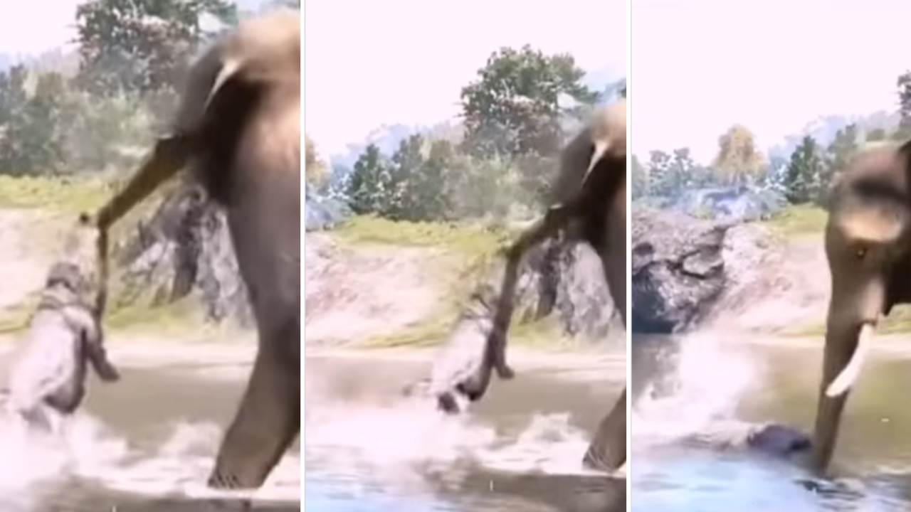 Crocodile Elephant Fight Video