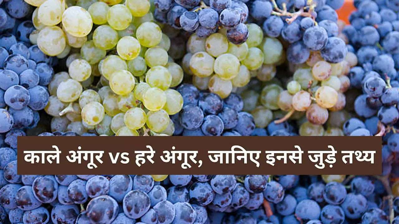 Black Grapes VS Green Grapes: काला या हरा? सेहत के लिए कौन सा अंगूर है ज्यादा फायदेमंद