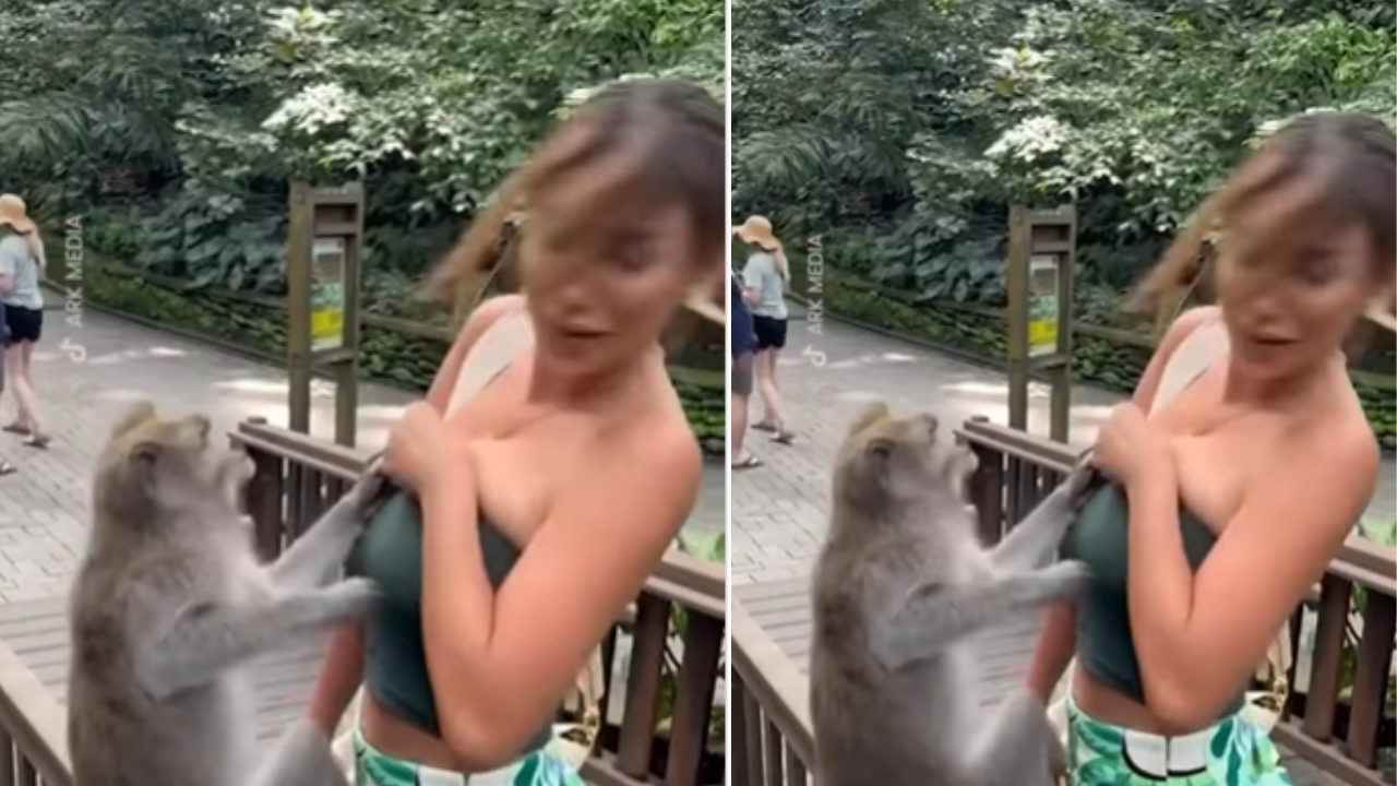 Monkey Viral Video