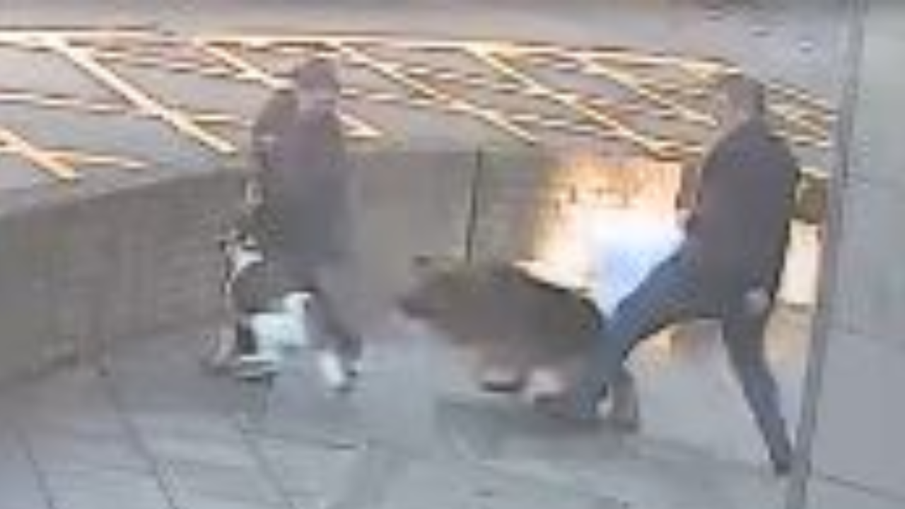 German Shepherd Attacked Woman Viral Video