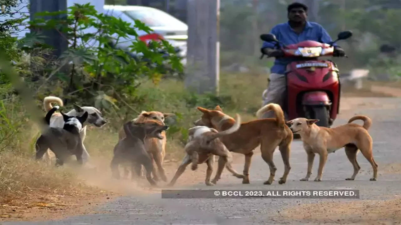 ​Dog Attack News, Bareilly News, Bareilly Dog Attack News